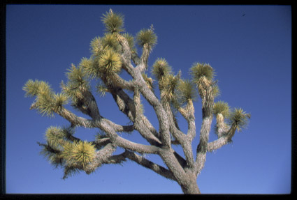 Joshua Tree Limbs