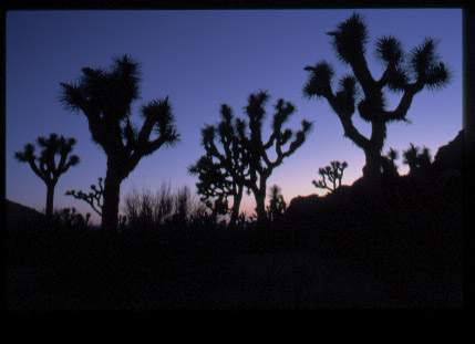 Joshua Tree Silhouette